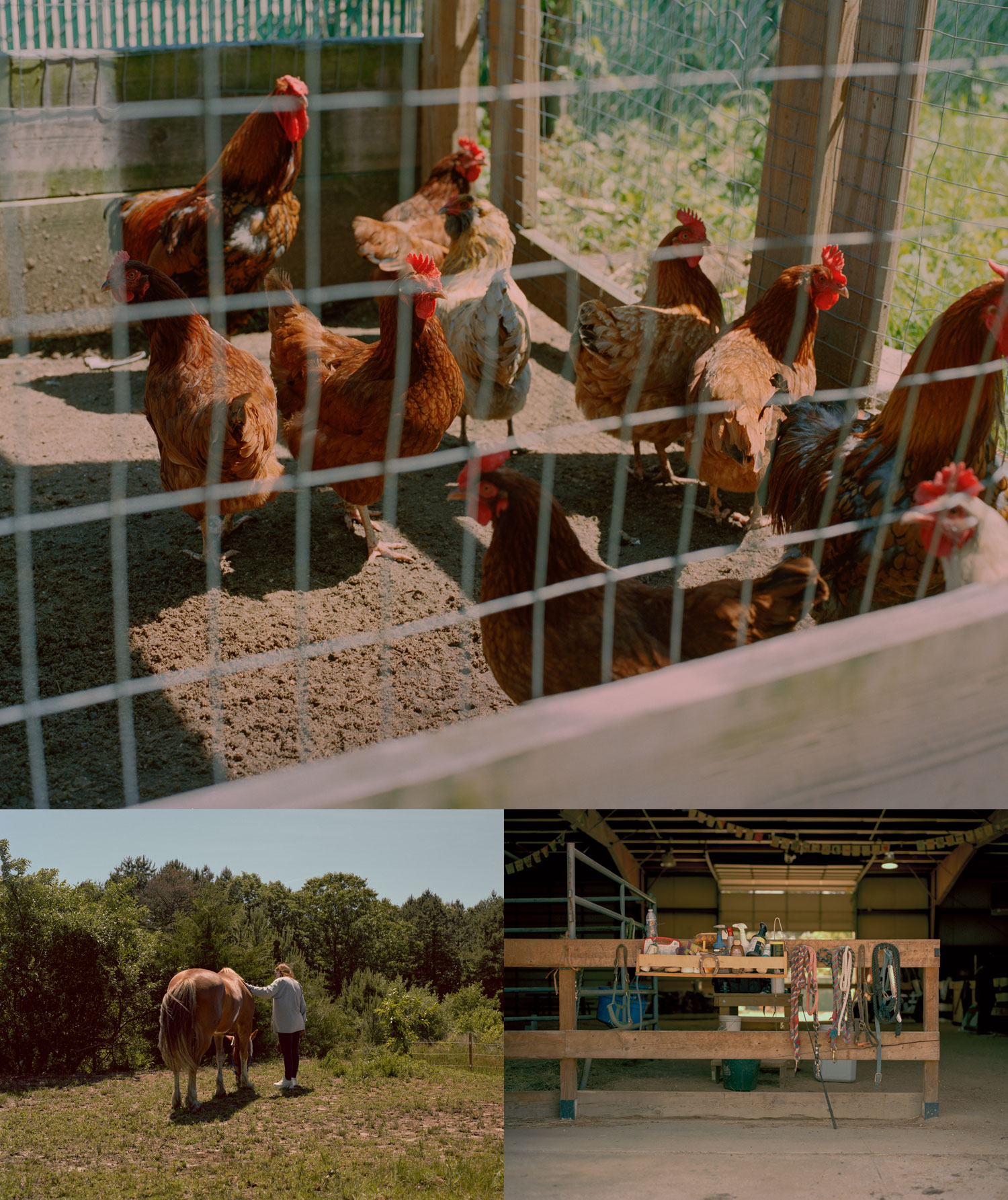 Top: Chickens are among the livestock tended to on Hope Farm. Bottom left: On Hope Farm, those in short- and long-term recovery are offered equine therapy, where handling horses is used as a means to rebuilding communication skills after periods of feeling isolated or disconnected. Bottom right: Farm hands store their tools in a maintenance shed and horse stable.